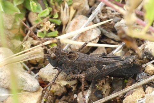 Réf. 237 033 : Celes variabilis variabilis